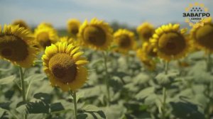 Гибриды подсолнечника, отечественная селекция подсолнечника. Компания Завагро
