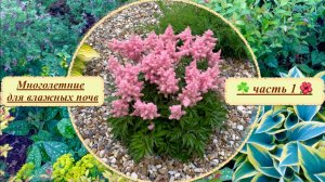 Многолетние растения для влажных почв. Часть 1. Хосты / астильбы /дармера / волжанка и др. Наш опыт