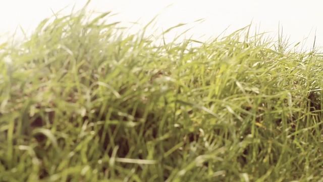 Заставка лето 2022 смотреть онлайн