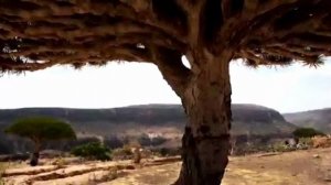 .... Уникальный остров Сокотра....