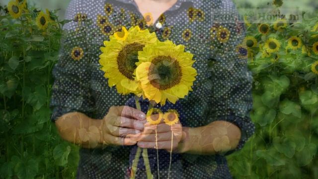 ProCut Horizon® Sunflower Variety смотреть онлайн