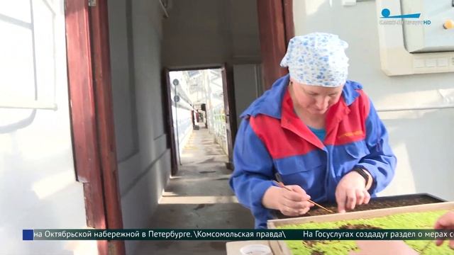 В оранжереях Царского Села готовятся к цветочному сезону смотреть онлайн