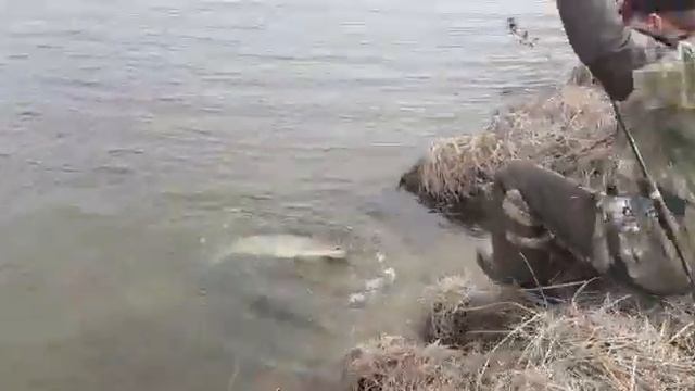 Фатальная ошибка при вываживании огромной щуки