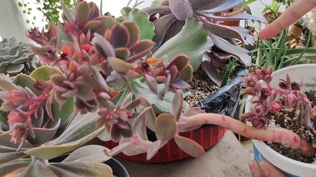 ¿Cómo tener MÁS Gibbifloras? Métodos de reproducción de SUCULENTAS Gibbifloras - Jolujim 🌱 смотреть онлайн