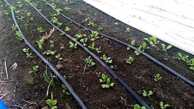 Малий бізнес в селі. Редиска росте. смотреть онлайн
