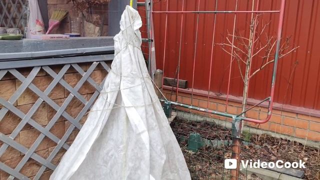 Весна 2025, 13 марта. Обзор сада. Обзор мини питомника и пионов , поделенных осенью 2024.