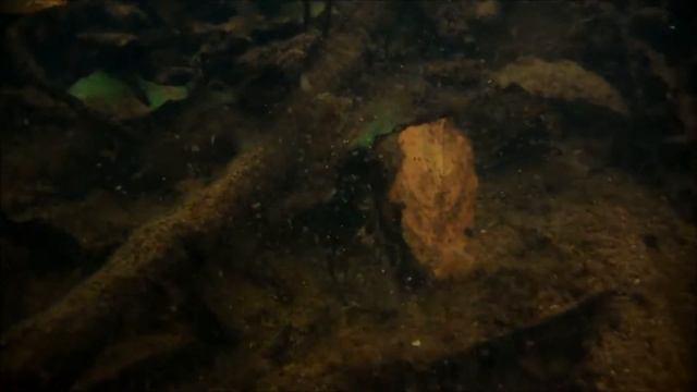 Cryptocoryne longicauda in Singkep island смотреть онлайн