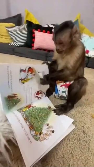 Funny monkey 2021 Part 79 | Monkey Nastya смотреть онлайн