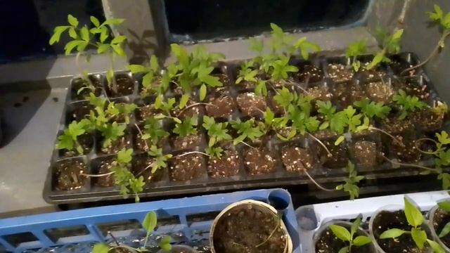 ДОСІЯВ огірок під розсаду (Роднічок -Посухостійкий-Вірні друзі) смотреть онлайн