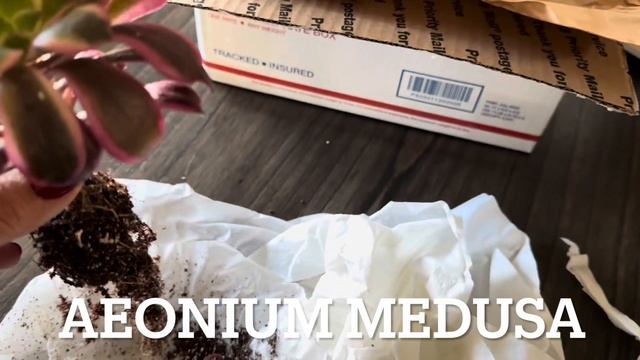 NUEVOS AEONIUMS PARA MI JARDÍN #aeonium#jardin #plantas#unboxing смотреть онлайн