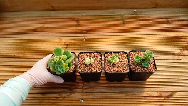 (ENG)금다육이?? 다육이금?? 도대체 뭔가요?? How to Tell Variegated Succulents? Variegated Nicksana(多肉植物)(たにくしょくぶつ смотреть онлайн