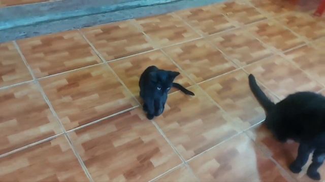 Кошку с котятами выкинули на улицу.#animalshelter #бездомныеживотные смотреть онлайн