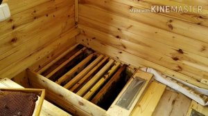 Пчёлы. Работаем в Апидомике. (Bee.) Часть 2
