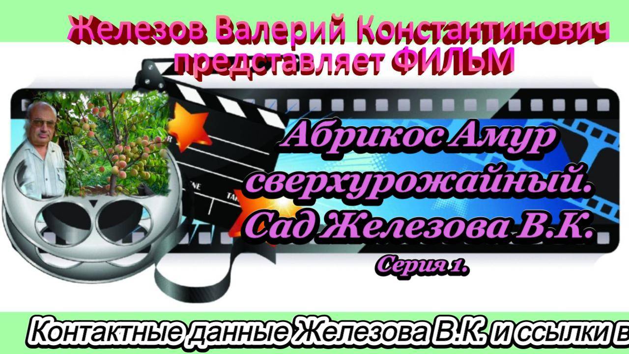 Абрикос Амур сверхурожайный. Сад Железова В.К. Серия 1. смотреть онлайн