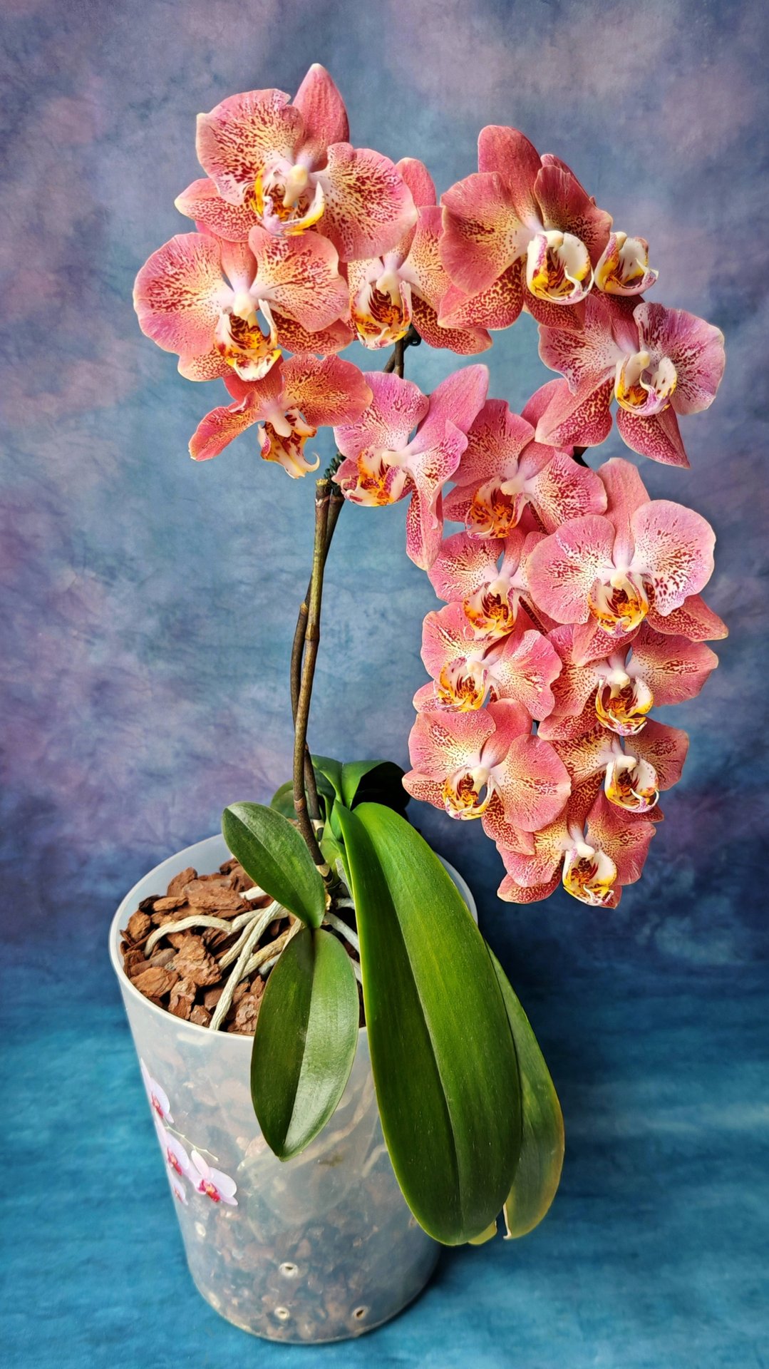 Phal. Leco Fantastic | Dragon Heart ️🐉❤️🔥 Цветение фаленопсиса Леко Фантастик с мутацией рисунк🌸 смотреть онлайн