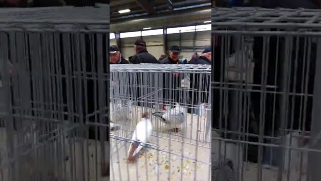 Выставка голубей Лиса над Лабэм 2019 1 смотреть онлайн