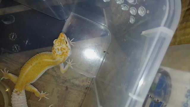 Кормление пятнистого эублефара (солнышко) смотреть онлайн