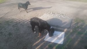 Пёс Собачий Завтрак на природе 1 сезон 2 серия