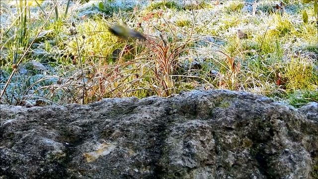 La mésange charbonnière.wmv смотреть онлайн