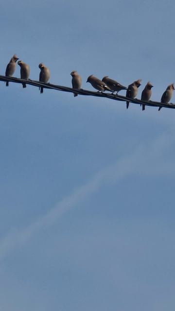 К нам прилетели Свирели ))