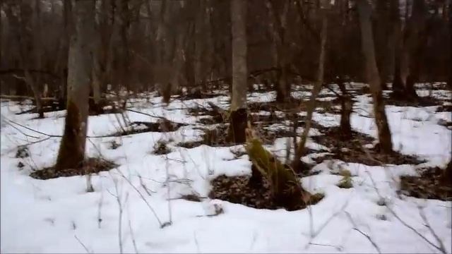 Супервыхи в Просто-Ладозино: лес, ржака, пантомимы и страусы :)) смотреть онлайн