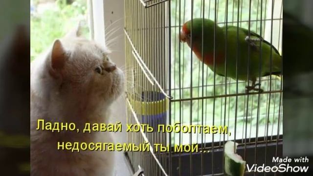 Смешные попугайчики смотреть онлайн