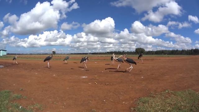 Marabou stork смотреть онлайн