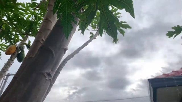 TOP SECRET To Grow The Perfect Papaya Plant With Fruit | How To Easily Grow Papaya Plants