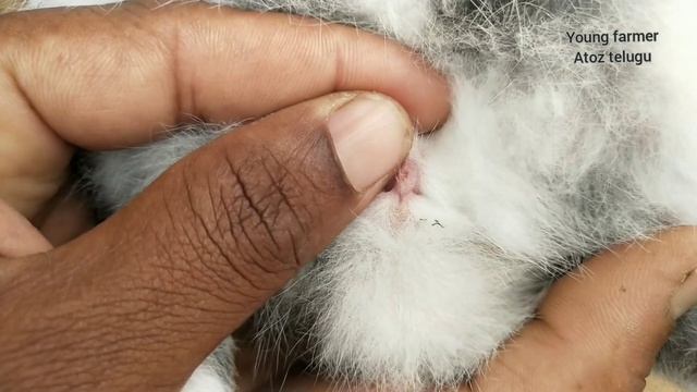 Rabbit bunny's gender identification in single method | in telugu смотреть онлайн