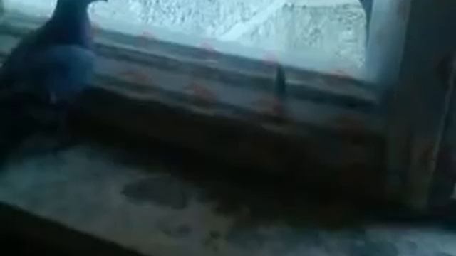 Пойманный голубь смотреть онлайн