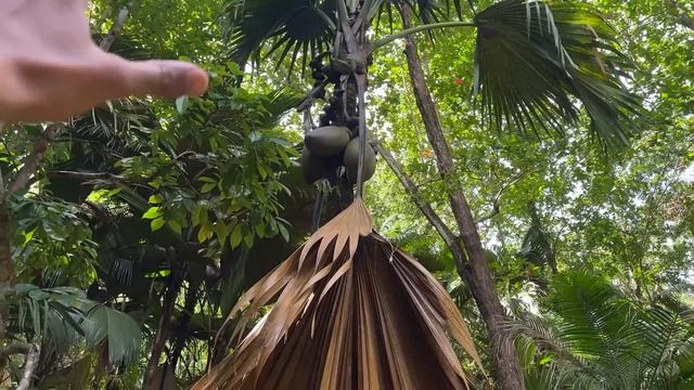 This is World's Biggest Nut! (Only found on Rare African Island) смотреть онлайн