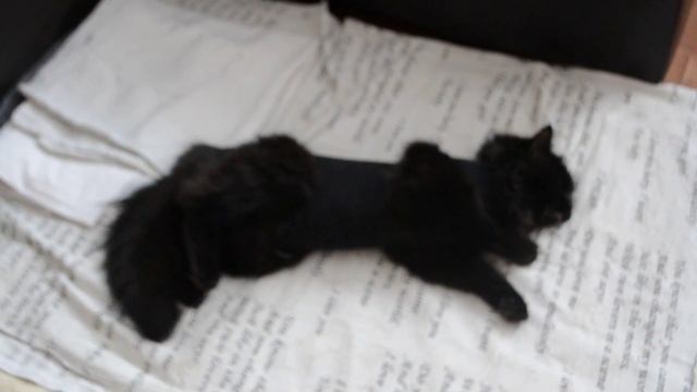 Стерилизация кошки. смотреть онлайн