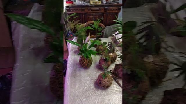 Кокедамы? Больше ни за что! Издевательство над растениями!😠 смотреть онлайн