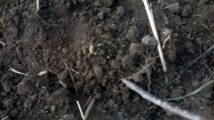 Как избавиться от проволочника в огороде навсегда