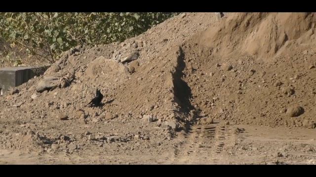 Из жизни на большой стройке. Ворона садит орех. Запорожье 30.10.2021. смотреть онлайн