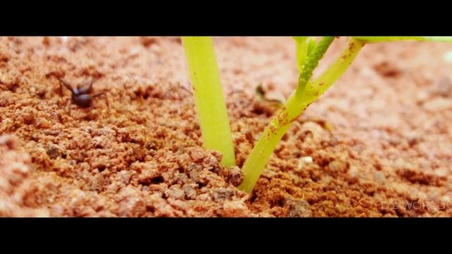 Red Ants vs Black Ants - Documentary short film смотреть онлайн