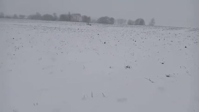 поставив петлі на зайця а попався лис.👍😃 смотреть онлайн