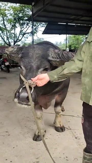 鬥牛 疯狂斗牛|bullfight ,crazy bullfight|đấu bò điên cuồng|adu banteng gila#乡村斗牛#斗牛#牛王争霸赛 #少数民族风情 #斗牛文化 смотреть онлайн