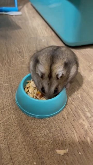 Вкусный обед у Хомяка 🐹 #хомяк #питомец #hamster #pet смотреть онлайн