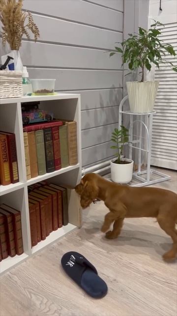 Решил почитать #chorts #dog #книги #собаки #щенок смотреть онлайн