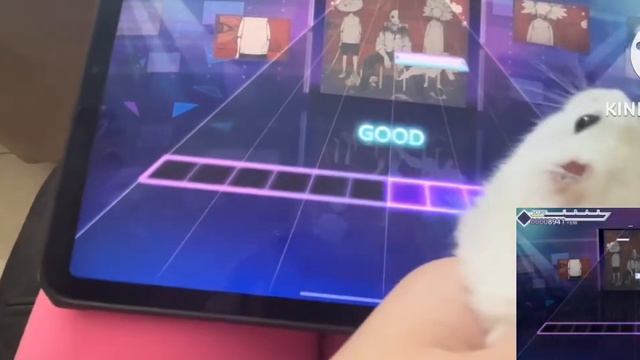 The Secret Talent of Fluffy the Hamster: Watch Him Conquer the Colorful Stage! смотреть онлайн