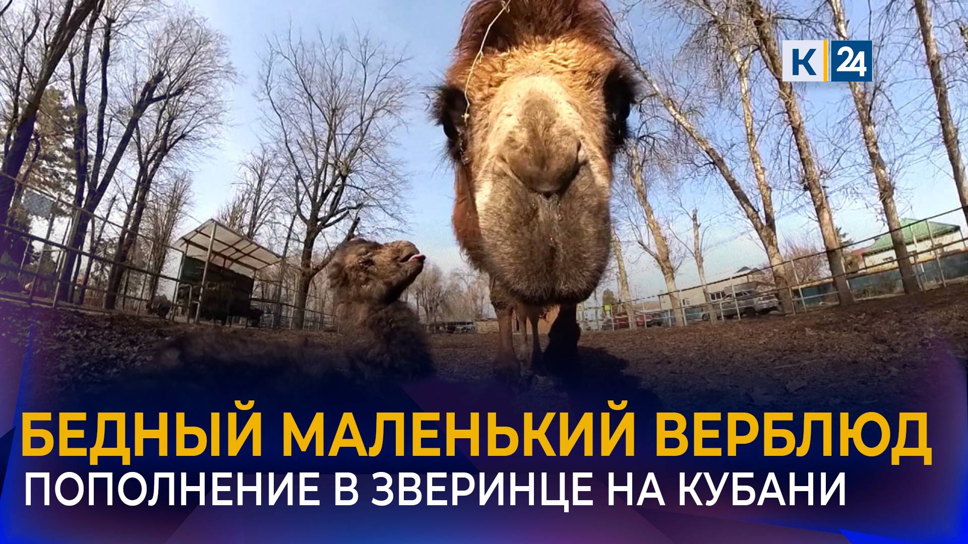 Верблюжонок родился в парке Каневского района смотреть онлайн