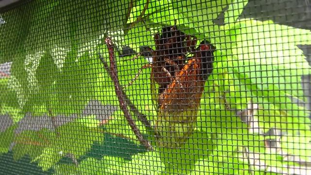 thelope.com - Brood XIX M tredecim cicada courting calls and mating, part 2 смотреть онлайн