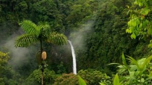 Джунгли (mgiftm)