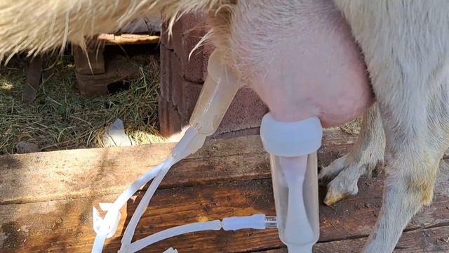 ЕШКІ , БИЕ, СИЫР, ЖЫЛҚЫ САУЫН АППАРАТЫ. ЕҢ ТИІМДІ ТӘСІЛ 87025099163 смотреть онлайн