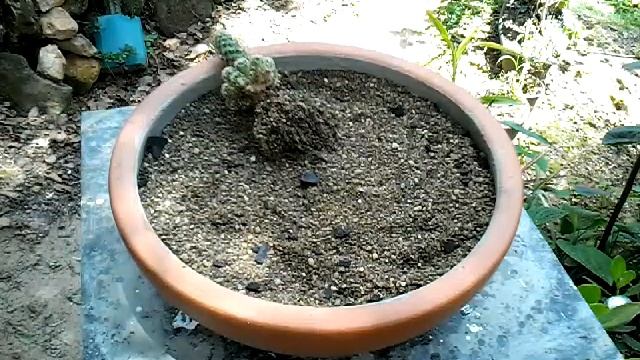 SAIBA COMO PLANTAR UM CACTO DEDO DE DAMA смотреть онлайн