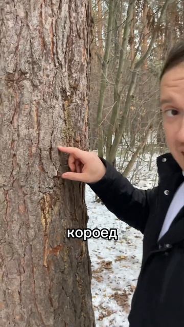 Что лучше для строительства ель или сосна?🌲#русскийлес #строюкаксебе смотреть онлайн