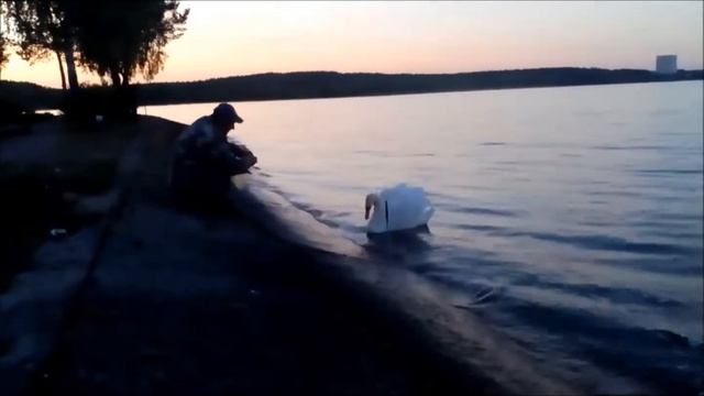 Ваня кормит лебедя смотреть онлайн