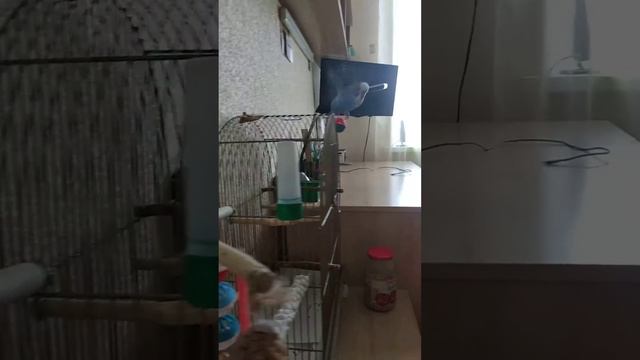 Тоша говорит! смотреть онлайн