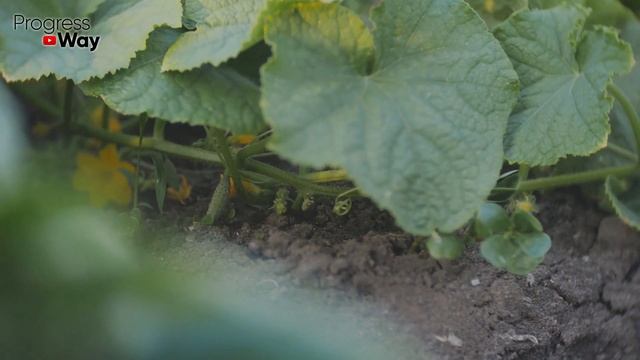 ПОДСЫПАЛА ПОД ОГУРЦЫ, УРОЖАЙ ВЛУПИЛ КАК БЕШЕНЫЙ ПРЁТ БЕЗ ОСТАНОВКИ В ОГОРОДЕ НА ДАЧЕ смотреть онлайн